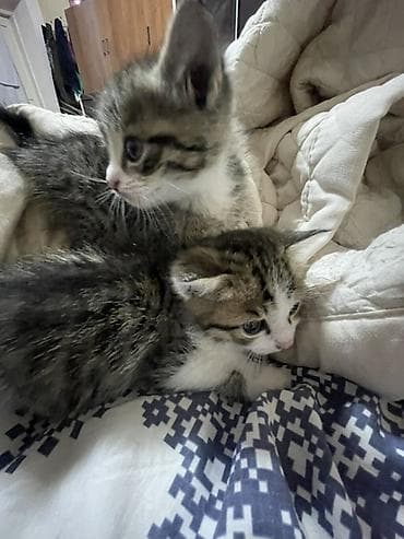 бенгальские кот: 1 месяц, Мальчик, Серый — 2