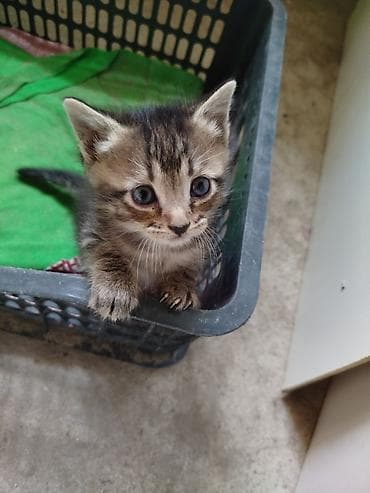 Беспородная, 1 месяц, Мальчик, Приучена к лотку