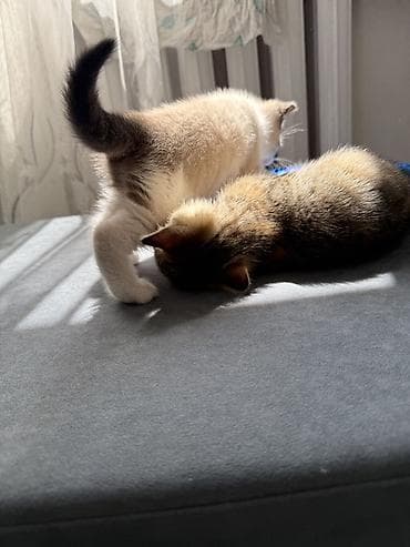 cat litter: Кошка даром: Беспородная, 1 месяц, Девочка — 4