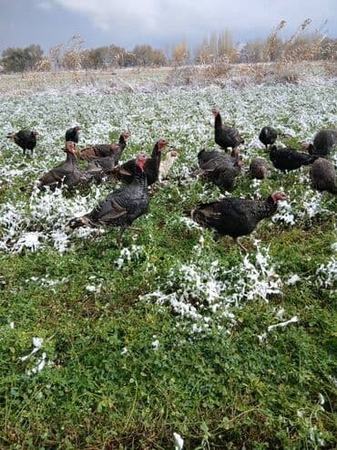 Продаю | Индюшата | Для разведения