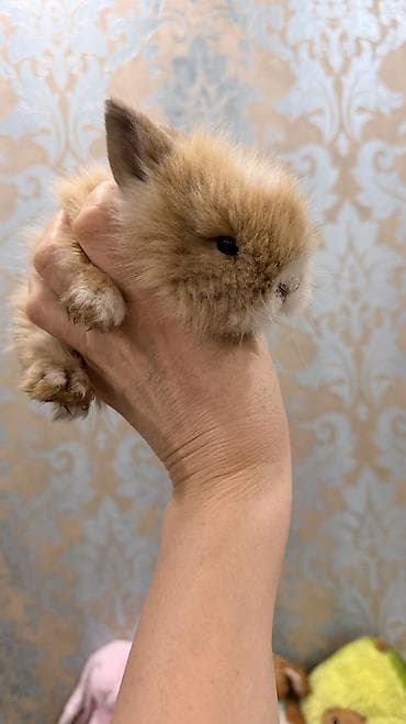 Декоративные кролики: 🐰 Декоративные крольчата породы «Львиная голова» 🐰 Милота, в которую — 4