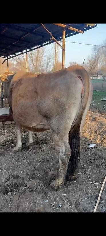 добрый корова: Продаю | Корова (самка) | Для молока | Привязанные — 4