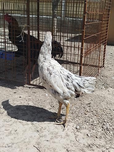 фазан птица: Дакан мекиштер сатылат активный алмашу жолдору бар адрес Заря Тынчтык — 4