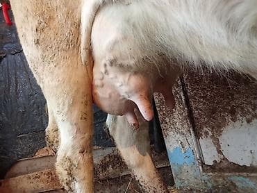 Үй жаныбарлары үчүн товарлар: Сатам | Уй (ургаачы) | Сүт алуу үчүн | Байланган — 1