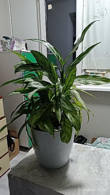 Аглаонемалар: Аглаонема (Aglaonema), декоративно-лиственное комнатное растение — 1