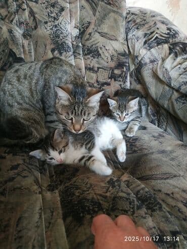 домашние кошки: Котята от домашней кошки - Порода: беспородные (домашние), окрас — 1