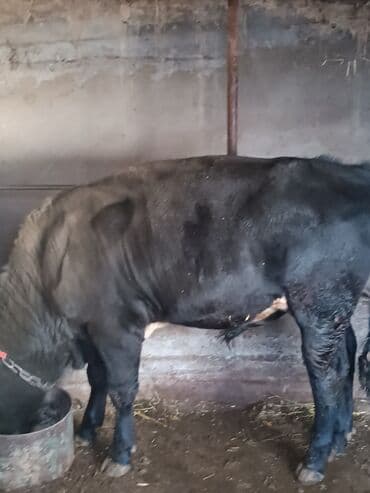 тёлка стельная: Продаю | Бык (самец) | На откорм — 2