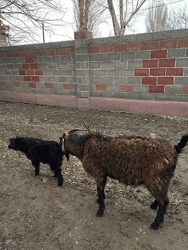 купить ягнят дорпер: Продаю | Коза (самка) | Полукровка | Для молока | Племенные — 4