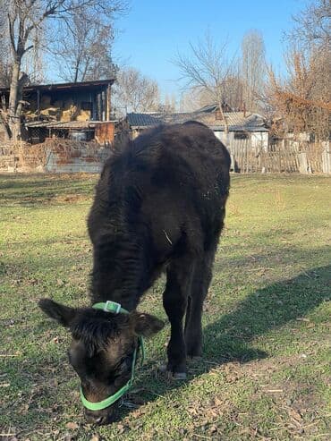 продаю домашние куры: Продаю | Корова (самка), Тёлка, Музоо, торпок | Швицкая, Абердин-ангус | На откорм, Для разведения, Для молока | Племенные — 3