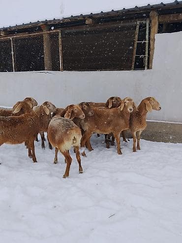 бээлер сатылат: Сатам | Ургаачы кой (ургаачы) | Арашан | Көбөйтүү үчүн — 1