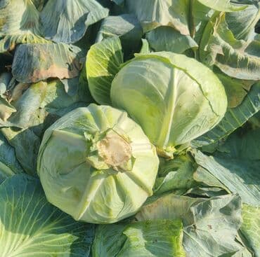 уголь кара кече бишкек цена: Капуста Ак капуста — 2