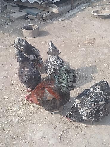 продаю кур: Продаю | Куры | Для разведения — 1