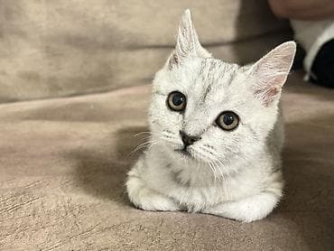 ласки: Скотиш Страйт (Шотландская прямоухая), 7 месяцев, Девочка, Серый, Приучена к лотку — 3