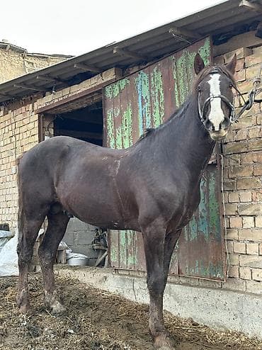 Продам с/х животных: Продаю | Жеребец | Дончак | Для разведения, Конный спорт — 7