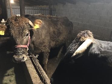 Мышыктар: Сатам | Уй (ургаачы), Бука (эркек), Кунаажын | Алатоолук | Бордоп семиртүү үчүн, Союуга, Көбөйтүү үчүн — 2