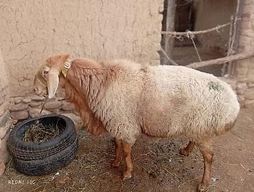 где продаются кошки: Продаю | Баран (самец) | Полукровка | Для разведения — 6