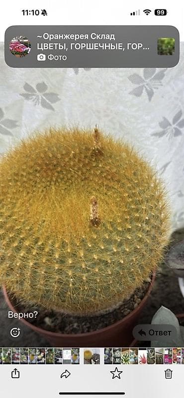 сколько стоят кактусы: Коллекция цветущих кактусов в горшках - Маммиллярии с венком — 7