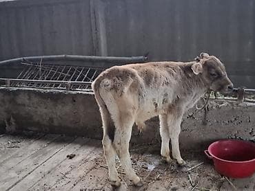 4 5мм: Сатам | Музоо | Швиц | Бордоп семиртүү үчүн — 4