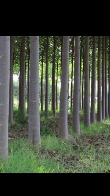 павловния семена купить: Көчөттөр дарактардын: Павловниялар — 5