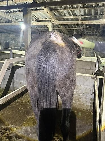 коне корсе: Продаю | Кобыла (самка) | Рабочий — 2