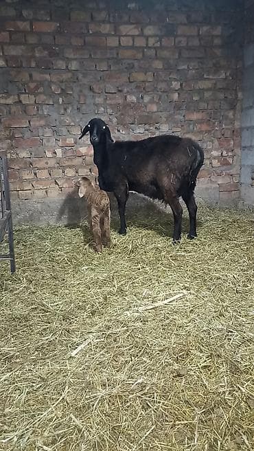 Продаю | Овца (самка) | Арашан | Для разведения | Матка, Ярка — 1