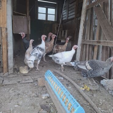 домашние куры: Продаю | Индюк (самец) | Бройлерная | На забой — 10