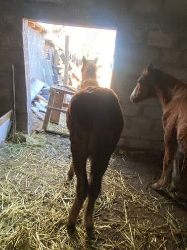 куры доминанты: Продаю | Жеребенок | Полукровка | Рабочий — 1