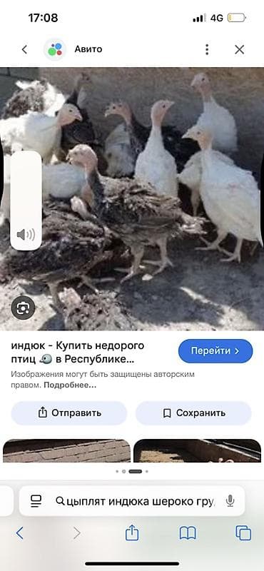 индюк тушка купить: Продаю | Индюшата | Бройлерная — 1