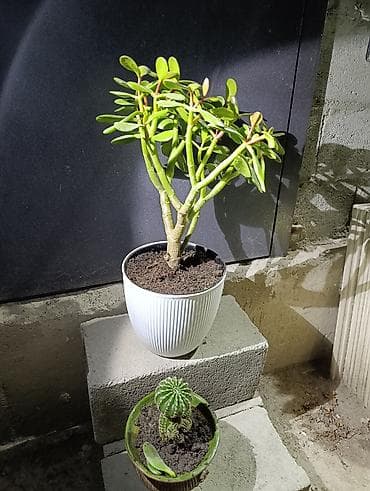 саженцы денежное дерево: Толстянка — ваше живое денежное дерево! Прикоснитесь к природе и — 9