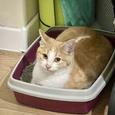 отдам котенка в добрые руки: Молодой рыжик в добрые руки Мальчик, очень ласковый и пушистый Лоток — 7