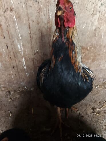 сколько стоит корова: Продаю петуха бойцевой Дакан молодой — 8