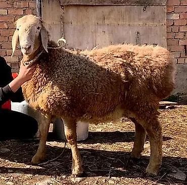 животные кошка: Скупка животных дорого — 1