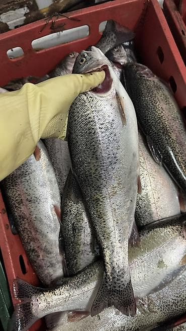 ролл шторы цена бишкек: ❗️Только завтра 23 Февраля в Бишкеке Форель от 380 до 480 сом за кг — 5