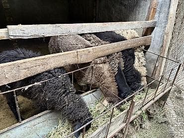 Продаю | Овца (самка) | Для разведения