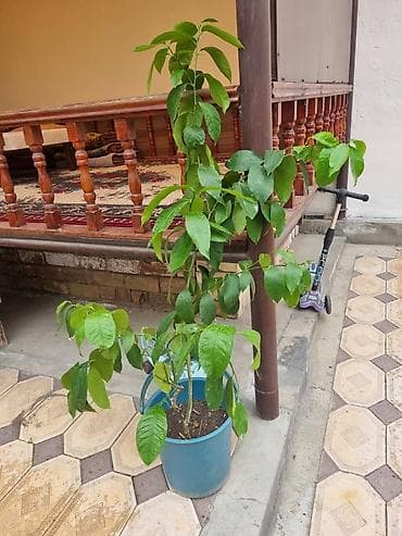 лимит: ЛимонК омнатное/садовое растение в контейнере - Крупный саженец в — 1