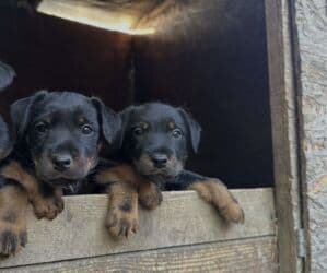 джек рассел терьер купить: Ягдтерьер, 3 месяца, Самец — 2