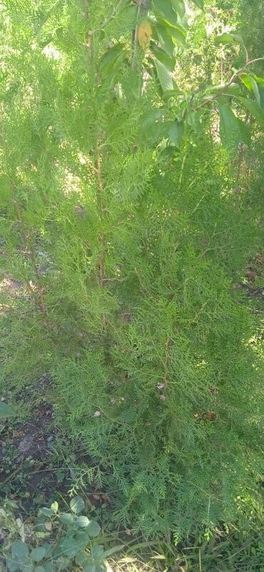 саженцы живой изгороди купить: Туя западная (саженцы/молодые растения) - Вечнозелёный хвойный — 7