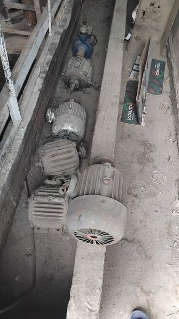 ак кеклик: Сатам | Балапан күрп | Түндүк Кавказ | Көбөйтүү үчүн | Асыл тукумдуу — 2