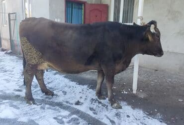 бычок бык: Продаю | Корова (самка) | Швицкая | Для разведения, Для молока — 3