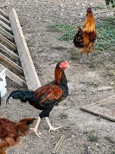 продажа щенков немецкой овчарки с документами в бишкеке: Сатам | Короздор — 5