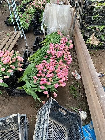 Уход и хранение одежды: Тюльпаны оптом с луковицей, срез «на луковице» из теплицы - 30 — 10