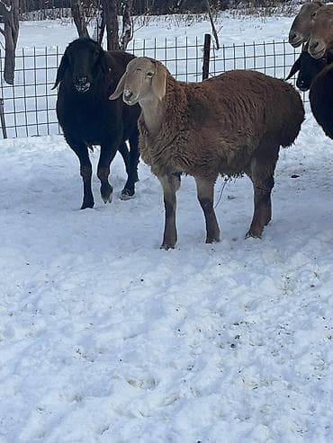 немецкая собака: Продаю | Овца (самка) | Для разведения — 1