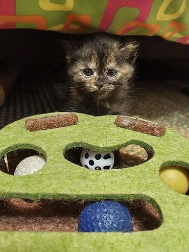 отдам в хорошие руки котят: Скотиш Страйт (Шотландская прямоухая), 1 месяц, Девочка, Биколор, Приучена к лотку — 3