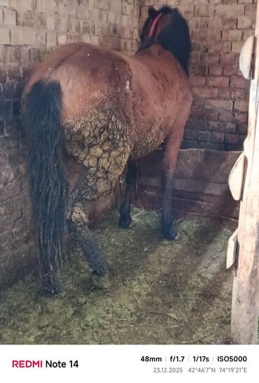 белый хомяк: Продаю | Кобыла (самка) | Рабочий — 2