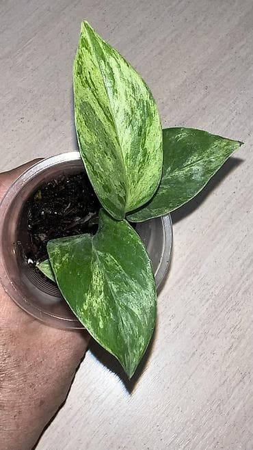 Үй жана бакча: Эпипремнумы #монстера#эпипремнумы#офис#комнатные — 2