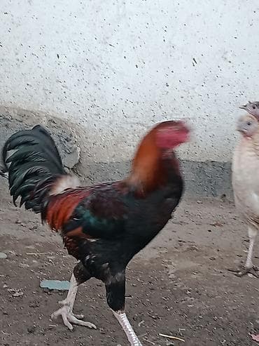 корова токмак: Продаю | Петух | Дакан | Для разведения — 1