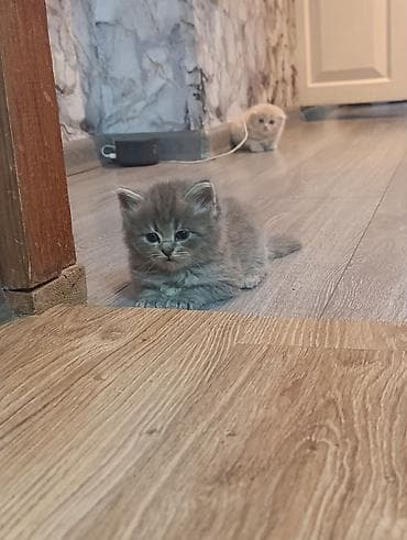 canada goose: Пушистые котята, домашнего выращивания. - Возраст на фото: примерно — 5