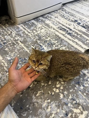 кошка манчкин цена: Скотиш Страйт (Шотландская прямоухая), 7 месяцев, Девочка, Золотая шиншилла, Приучена к лотку, С документами, С прививками — 5