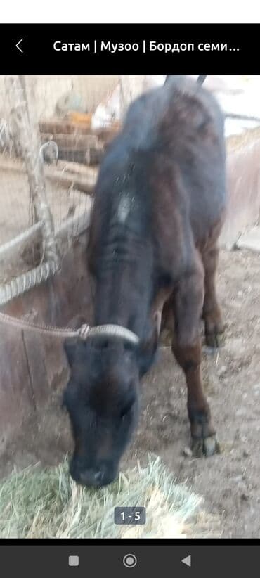 продам бу оборудование для птицефабрики: Продаю | Музоо, торпок | На откорм | Привязанные — 7