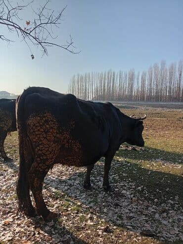 дойный коровы: Продаю | Корова (самка) | Швицкая | Для разведения, Для молока | Стельные — 3